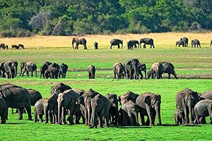 Minneriya National Park Elephant Gathering